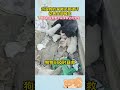 流浪狗的窩被惡意破壞,狗媽媽哀求男子救援 #狗狗 #母愛 #畫一個故事
