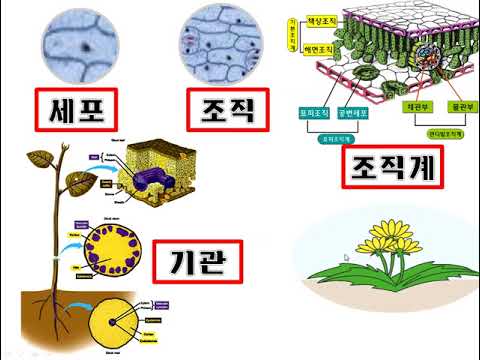 [통합과학] 생명시스템의 기본단위-식물의 구성단계(세포- 조직- 조직계- 기관 -개체)