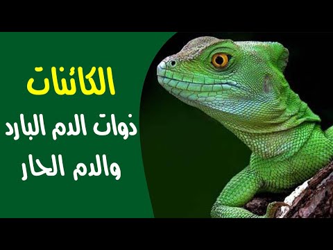 فيديو: ما هو الحيوان ذوات الدم الحار؟