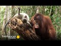view A Cute Orangutan &amp; Macaque Form a Unique Friendship 🙃 Orangutan Jungle School | Smithsonian Channel digital asset number 1