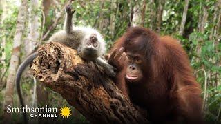 A Cute Orangutan & Macaque Form a Unique Friendship  Orangutan Jungle School | Smithsonian Channel