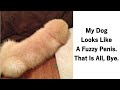 Dog Posts That Are Impossible Not To Laugh At