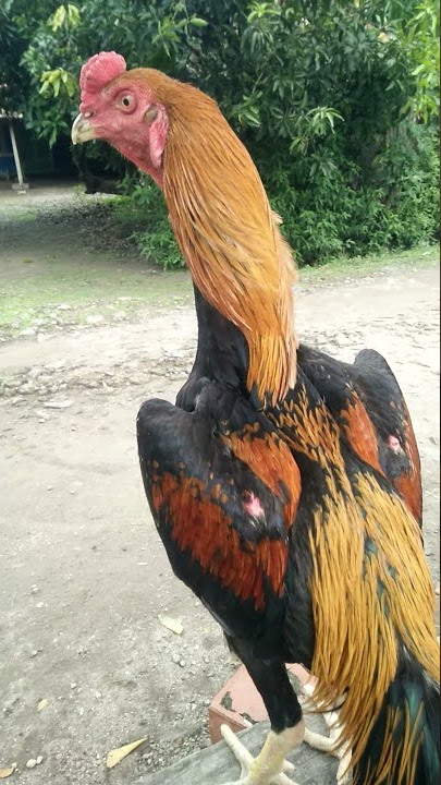 Ayam bangkok wiring kuning dengan katuranggan soro manten ...