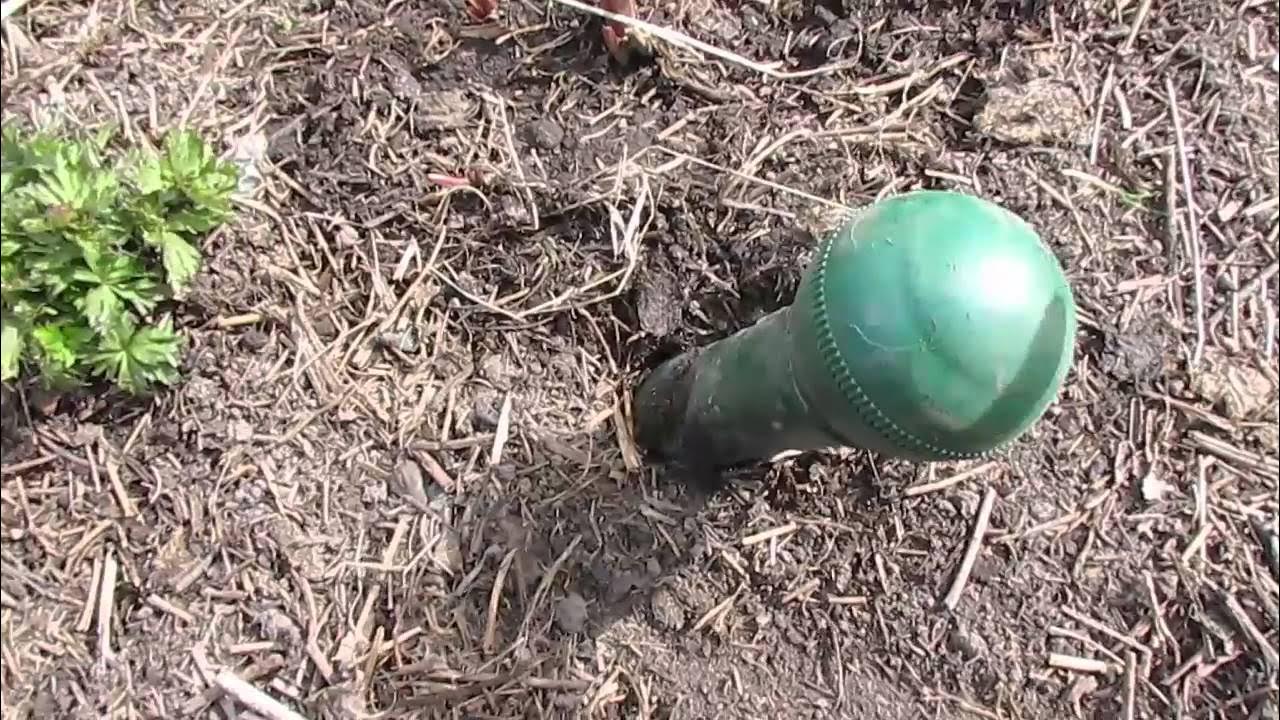 Как выводить кротов с участка навсегда. Кроты на участке. Прибор от кротов на дачном участке. Банки от кротов на даче. Землеройка борьба на даче.