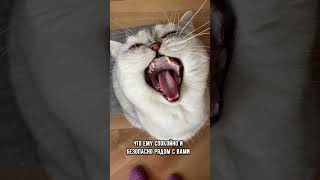 Почему кот зевает при виде хозяина #кошка #коты #кот