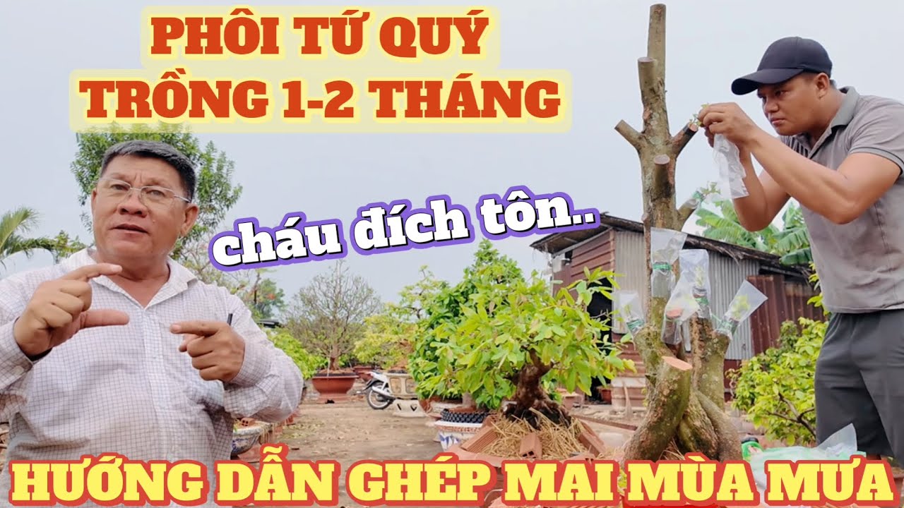 Út Đực hướng dẫn cháu đích tôn ghép mai mùa mưa phôi mai tứ quý trồng 2 tháng chăm mai vàng sau ghép