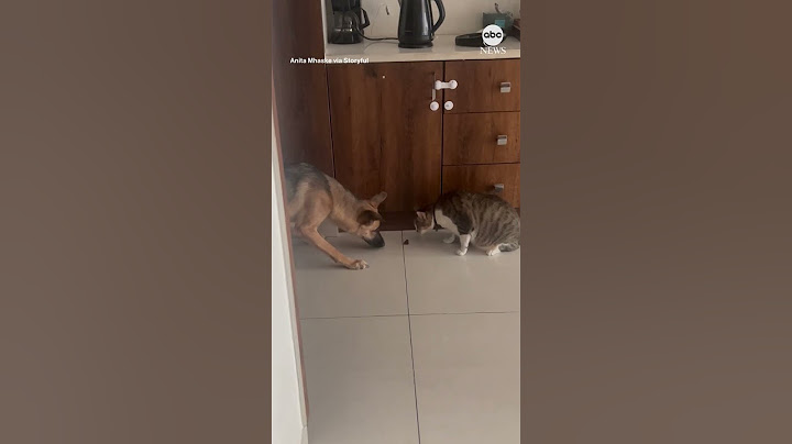 Dog and cat face off for last bite of food