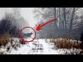 Câmeras Filmaram Coisas Incríveis na Floresta de Chernobil