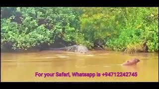 giant Saltwater Crocodile