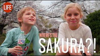 Where's the Sakura?! 🤷🏼‍♂️ LIJ EP 257