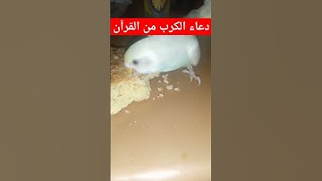 #سورة_الكهف #سورة_البقرة #رمضان #غزة #الجميع #beatifulvoice #الرقية_الشرعية