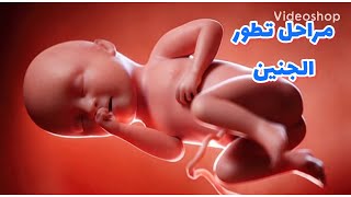 مراحل نمو الجنين وتطوره fetal development