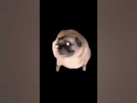 Мемный объект #мем #мемы #мопс #мопсы #танцы - YouTube