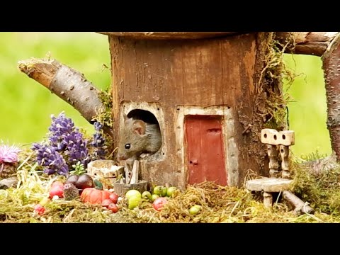 Tiny Mouse Has A Little House In Garden
