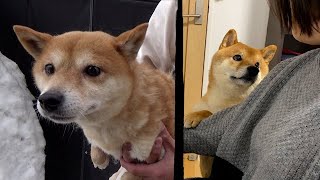 I wonder what her parents are like【shiba inu】