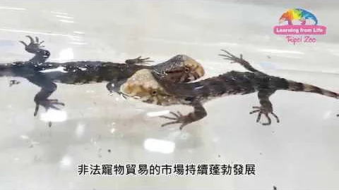 瑤山鱷蜥產下胎生寶寶〜與新加坡保育合作新血 - 天天要聞
