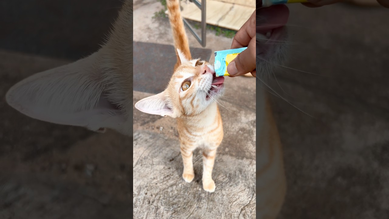 Cat meowing 😻 | Cat videos | Cat sound | Cat | Cat voice | Persian Cats for life | Cats | kittens Cat meowing 😻 | Cat videos | Cat sound | Cat | Cat voice | Persian Cats for life | Cats | kittens