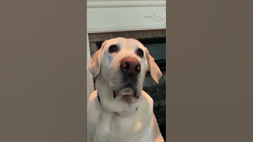 Every Time She Calls Her Dog Cute Cute Dog Cutedog Funny Funnycute Shorts Viralshorts Fyp 