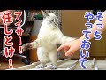 僕も一緒にやる！と飼い主の作業を手伝うフリして猫が遊びまくるんですが…