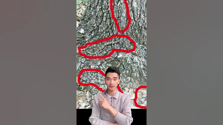 Loài rắn ẩn thân trên cây