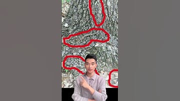 Loài rắn ẩn thân trên cây
