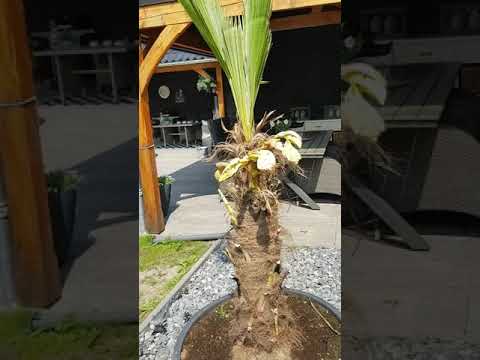 Video: Hoe De Palmboom Bloeit