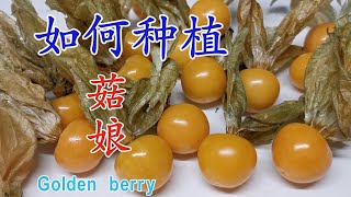 How to grow golden berry