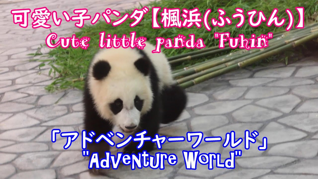 可愛い子パンダ 楓浜 ふうひん アドベンチャーワールド 和歌山県 Cute Little Panda Fuhin Adventure World Wakayama Pref Youtube