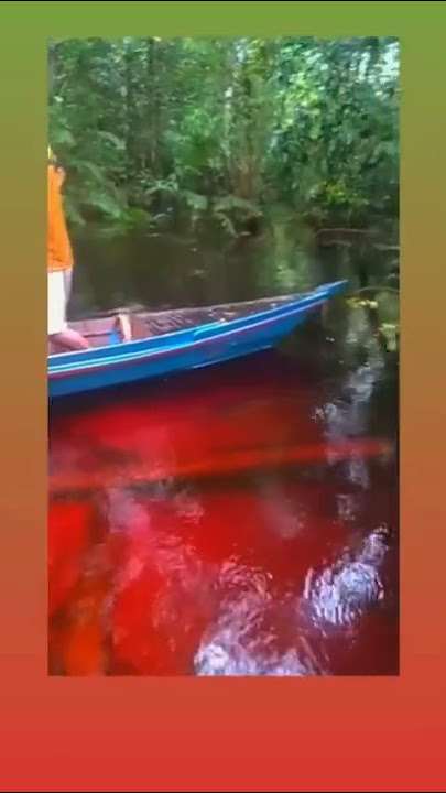 cek habitatnya Channa red Barito.  #kalimantan #angler #bollon3s #casting #fayzfishing  #channared