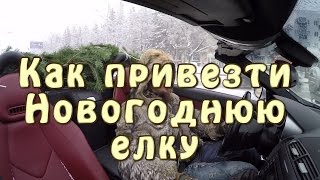 Как Привезти Новогоднюю Елку??