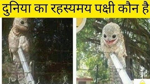 potoo bird facts in hindi | दुनिया का सबसे रहस्य पक्षी #short   #facts zone