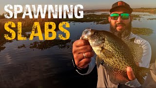 Spring CRAPPIE FISHING (Sacalait) in LOUISIANA