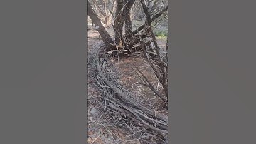 Arte Land Austin. 😍 Land Art With Invasive Tree Juniper Ashei or Cedar. Ideas 💡#shorts #foryou 🥰