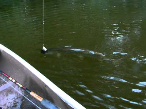 West Virginia Musky Muskie fishing Cacapon River by ...