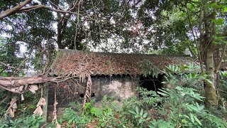 Terrified by the ruined abandoned house covered with trees | Cut down to help an 85 year old woman