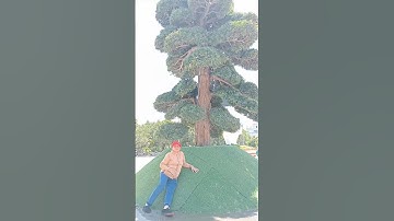 Cây tùng 69 tỷ|@anhbayxunau #cây cảnh