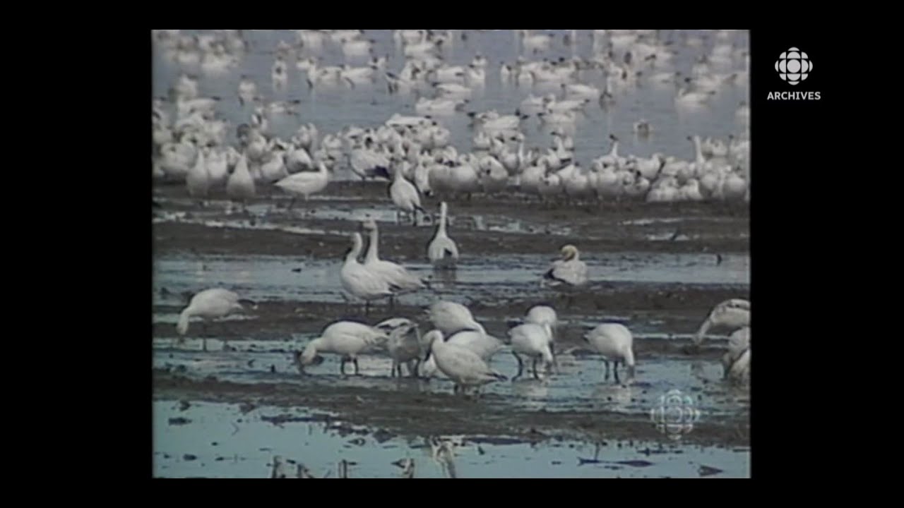 En 1998, le passage des oiseaux migrateurs à Baie-du-Febvre et à Saint-Barthélemy