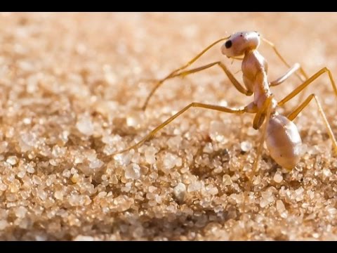 Серебристые муравьи (муравьи-бегунки), переносят по–настоящему адскую жару