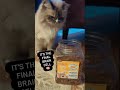 Cat&#39;s Final Brain Cell | Cat TikTok | The Floof Crew [#Shorts]