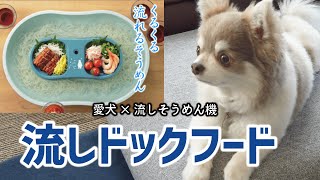 【流しそうめん？】愛犬と流しそうめんならぬ流しドックfフードをやってみた！！