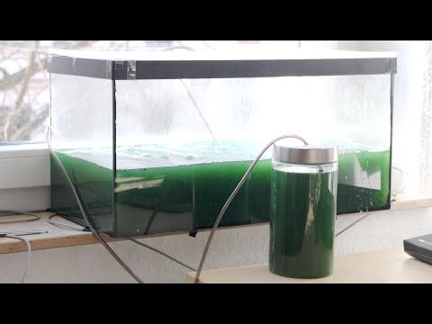 Video: Kann ich meine eigene Spirulina anbauen?