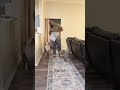 My husband did a fine job 😂 #funnydogs
