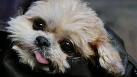 Marnie the Dog, queen of celeb selfies