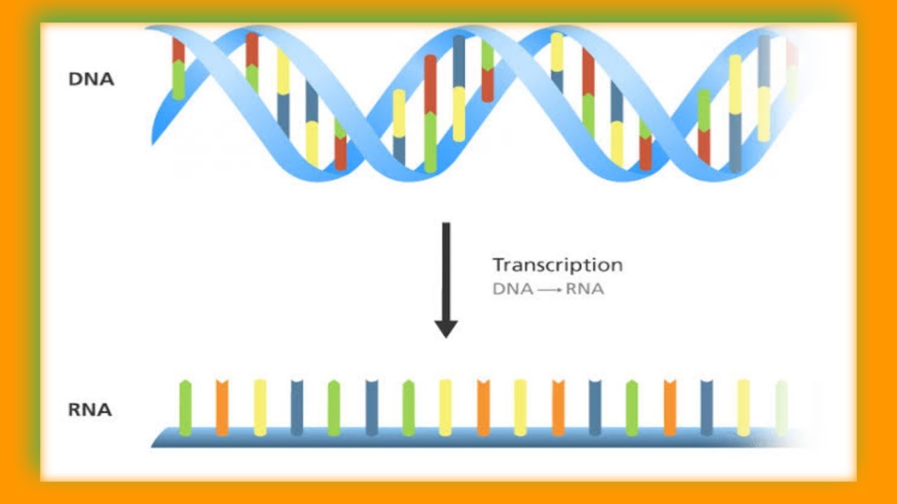 REVERSE TRANSCRIPTION: Application Of Reverse Transcriptases - YouTube
