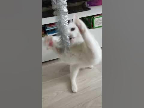 Новогодняя елка и кот - YouTube