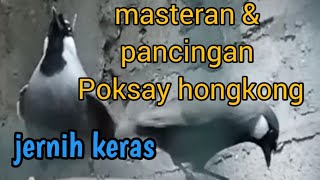 masteran Poksay Hongkong gacor, jernih, keras, nembak