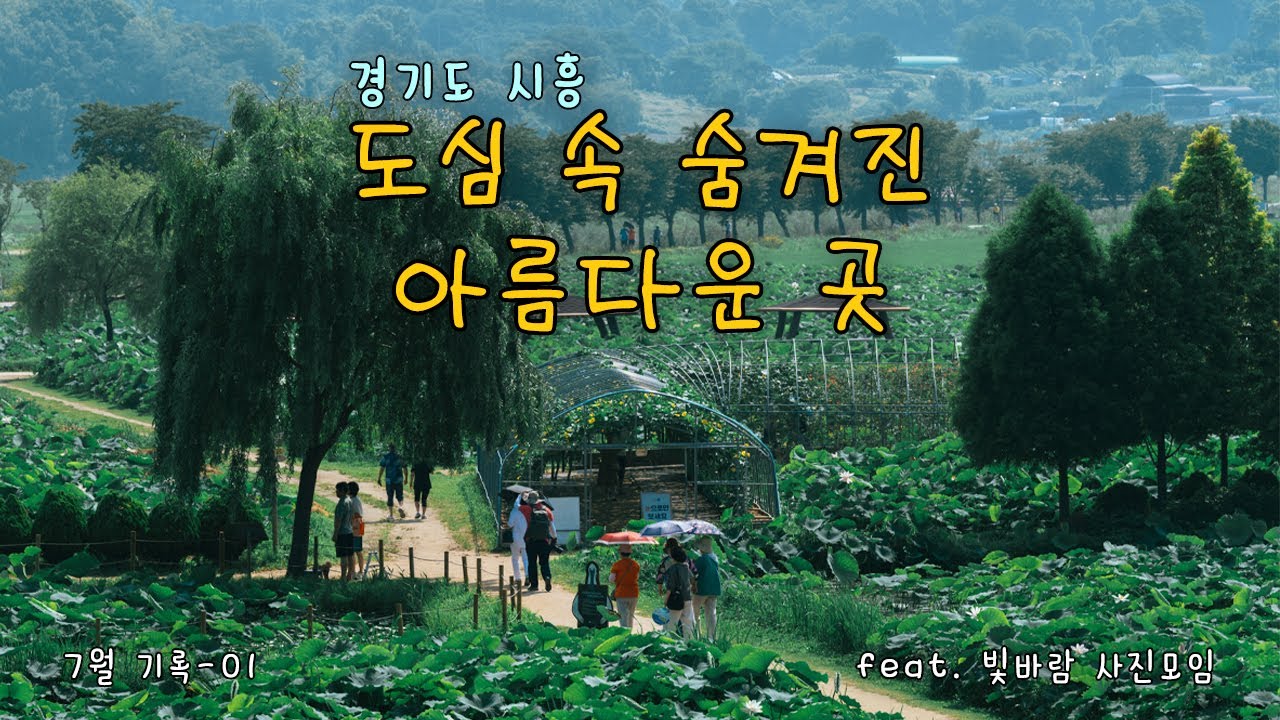 [빛바람 사진모임] EP.10 7월 기록｜시흥｜연꽃테마파크 ｜갯골생태공원｜뒷방울낚시터