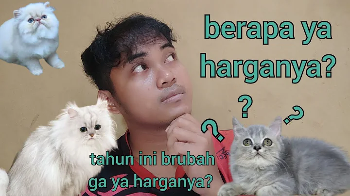 Video 11353571: kucing british shorthair, kucing munchkin, kucing bengal, kucing persia