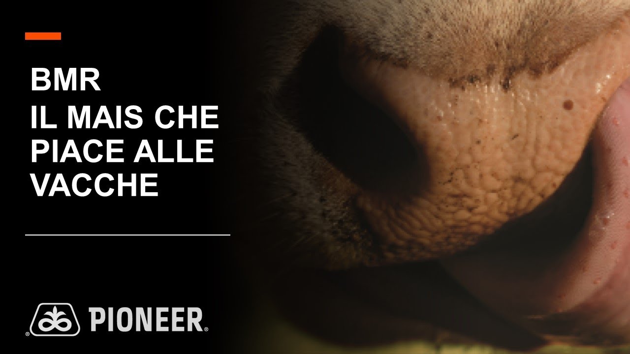 BMR, il mais che piace alle vacche