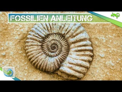 Einfach Fossilien selber herstellen! So klappt&rsquo;s! | Bauen und Basteln